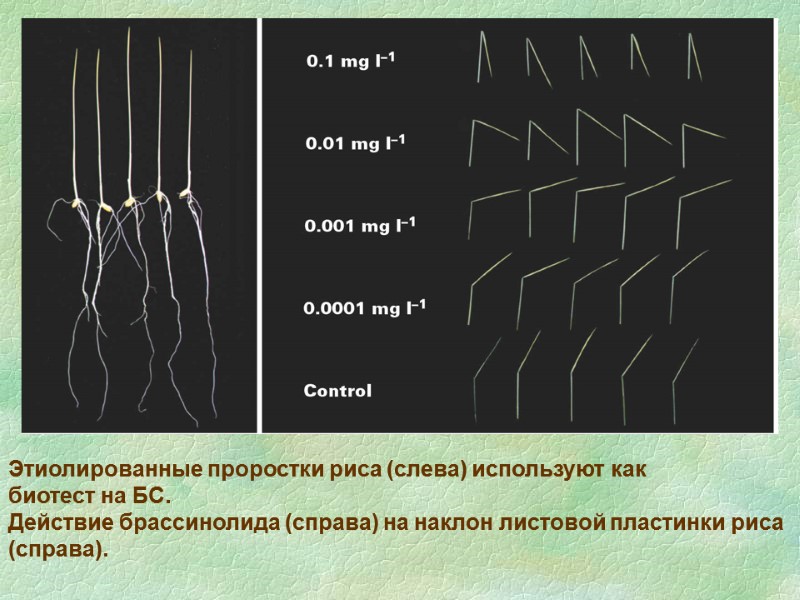 Этиолированные проростки риса (слева) используют как  биотест на БС.  Действие брассинолида (справа)